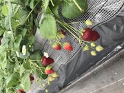 サンさんのちあきのいちご園の投稿写真2