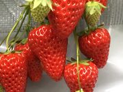 かすみさんのstrawberry farm ふじもとの投稿写真2