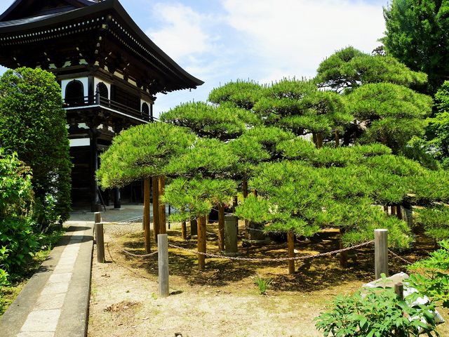 満光寺の極楽の松_満光寺 鐘楼門