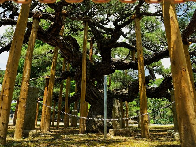 極楽の松は武田信廉が高遠城主の時、この地に自ら移植したと伝えられています_満光寺(長野県伊那市)