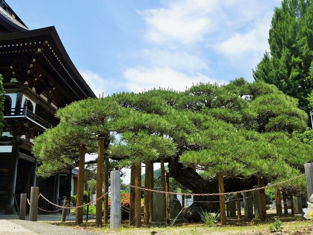 極楽の松_満光寺(長野県伊那市)