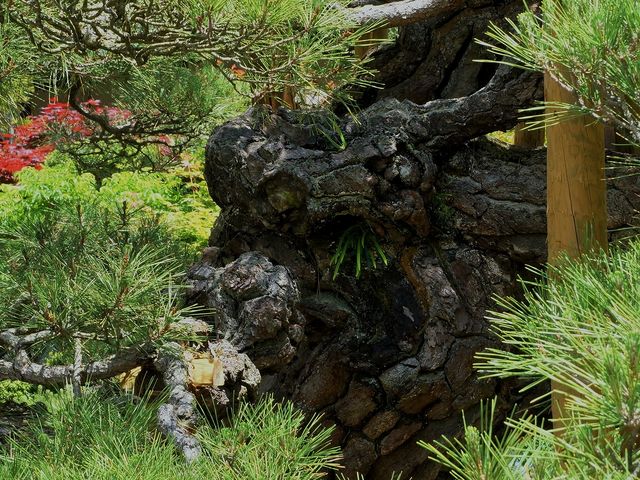 極楽の松 何かに?_満光寺(長野県伊那市)