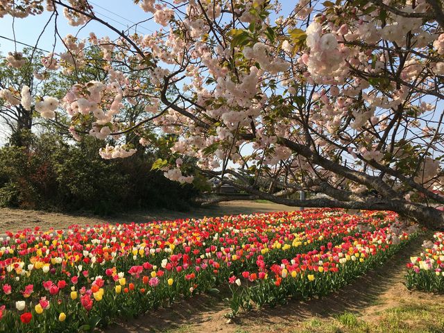 まあちゃんさんの水郷筑波国定公園 浮島園地(和田公園)の投稿写真1
