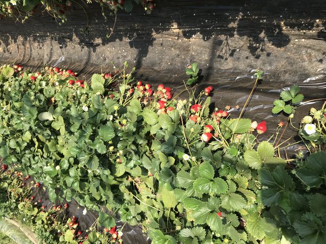 とちおとめです。_ベリーズファームあつた