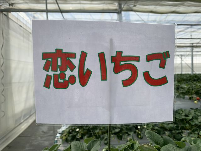 案内_ふるや農園