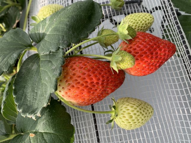 恋いちご_ふるや農園