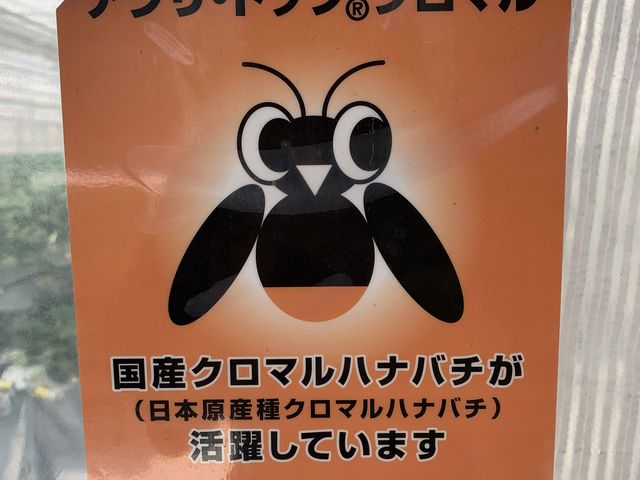 クロマルハナバチ活躍中_ふるや農園