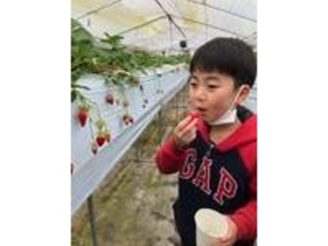 大好きないちご
もう食べられへんまで!!
食べられてうれしい孫でした。_ニコファームうえだ