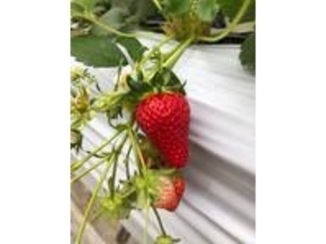 大粒のいちごいっぱいに大感激
いっぱい食べられ幸せでした。_ニコファームうえだ