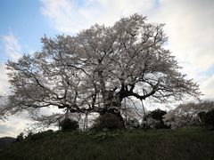醍醐桜の写真2
