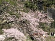 とくながさんの日向神ダムの千本桜の投稿写真2