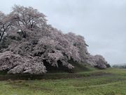 hijikigokeさんの七輿山古墳の桜の投稿写真1