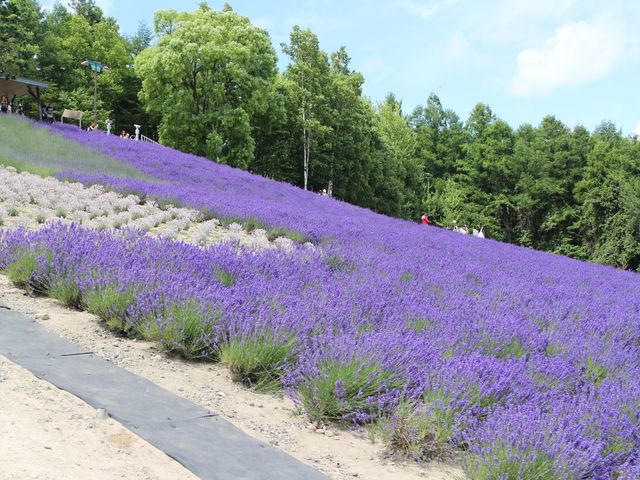 各種のラベンダー_北星山 ラベンダー園