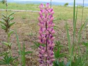 たかちゃんさんの萌の丘の投稿写真3