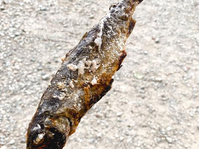 塩焼きにして食べられます_湯沢フィッシングパーク