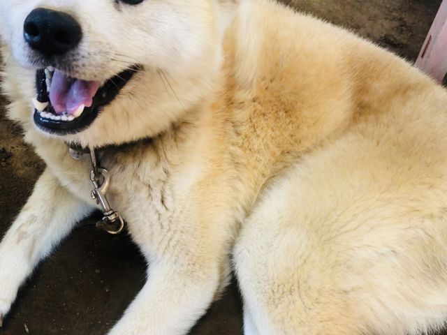 看板犬のハチ。_陶工房たまどろ