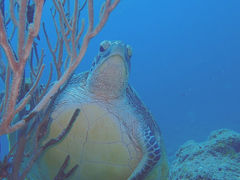 ひとみさんのDIVING SHOP RYAAANへの投稿写真1