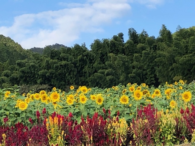 山田ひまわり園
