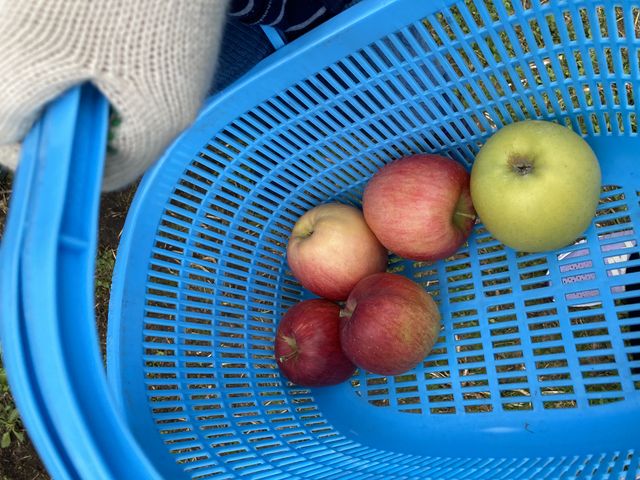 最初に説明していただけ子供でも簡単に出来ましたんだけど_田村りんご園