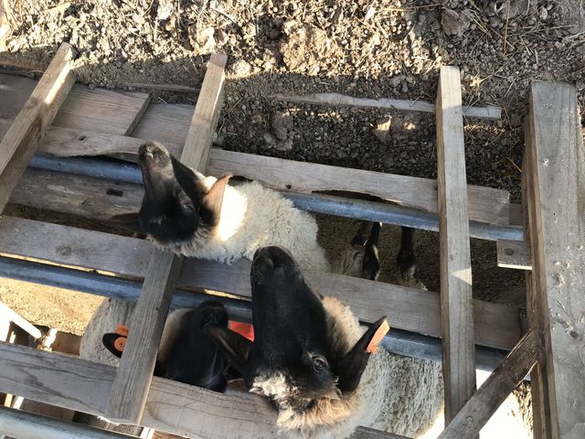 ヤギも羊も馬も、柵から顔を出してお出迎えしてくれます。_山元夢ファーム