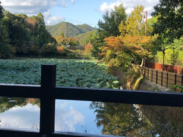 蓮池。紅葉が始まりました。_御髪神社