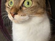 saaaさんの猫のいる休憩室 谷保ねこの投稿写真1