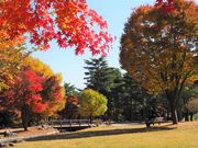 雷ちゃんさんの信州大芝高原 大芝公園の投稿写真11