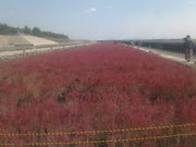 あかさんのシチメンソウ自生地の投稿写真1