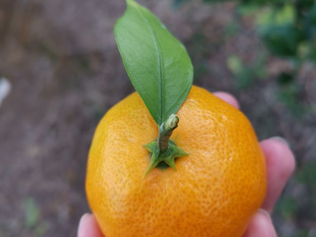 みかん_淡路島 里農園