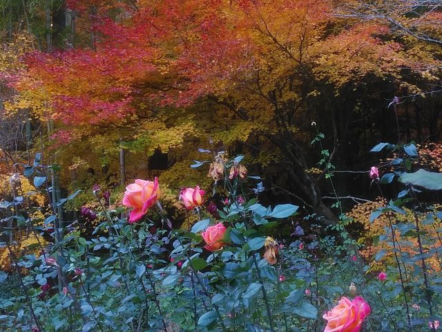 バラと紅葉_円通院