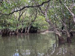 やすださんのマングローブ茶屋への投稿写真1