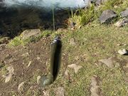 たあこさんの高林養魚場の投稿写真2