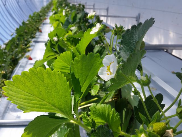 真冬でも暖かいハウス内ではセイヨウミツバチが花粉収集に勤しんでた(写真の向きが変かも)_井上寅雄農園