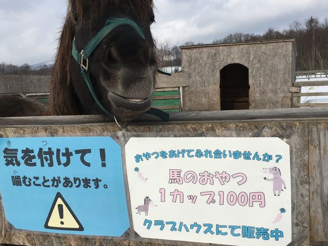 ハルくん_登別ホースパーク遊駿