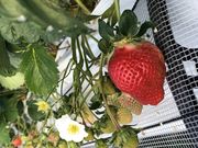 イヨイヨさんのいちご狩りの投稿写真1