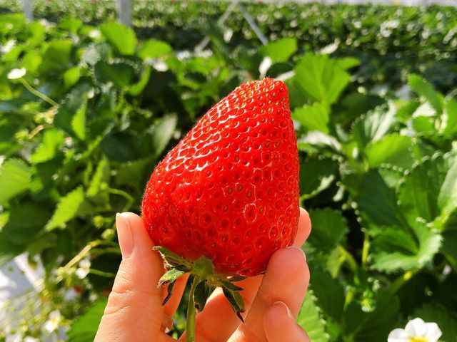 よ つぼし 一番のお気に入り_いちご農園『ワイズアグリ』