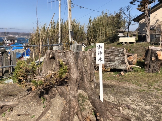 千葉 布良崎神社 御神木 2020年1月_布良崎神社