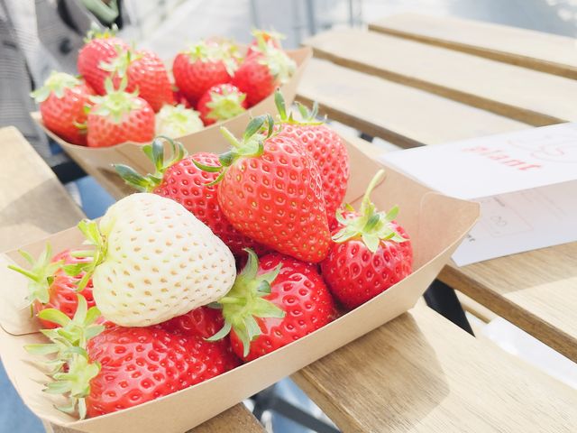 貴重な白いちごもおいしかったです_いちご ぷらんと -ichigo plant-