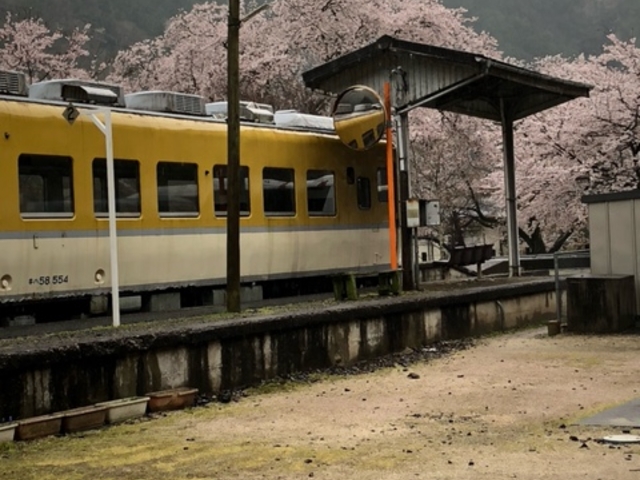 黄色い電車とさくら!_安野花の駅公園