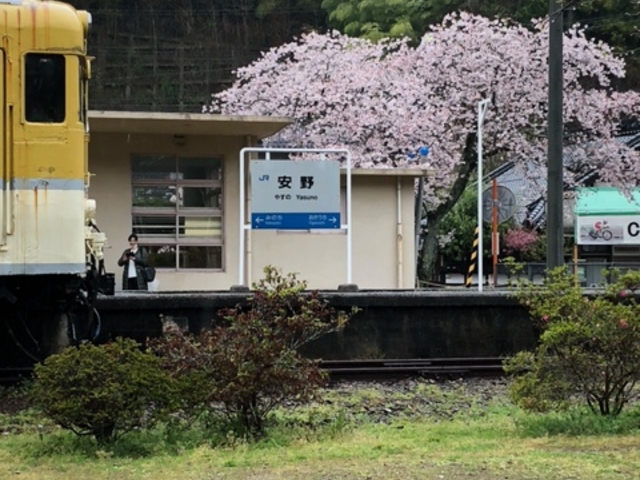 駅の看板と駅舎とさくら!なんか合う!_安野花の駅公園