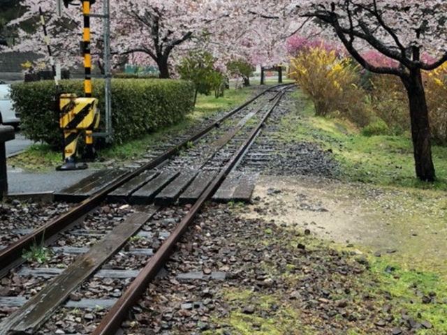 さくらのトンネルってか!_安野花の駅公園