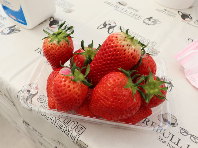 摘み取ってテーブルで食べます。_カウベルいちご園