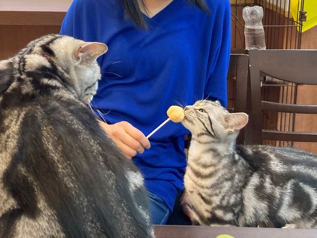 ちゅーるアイスが大好きな、いちごちゃんとりんごちゃん。_猫カフェcota