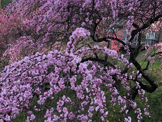 桃花満開_吉田元気村
