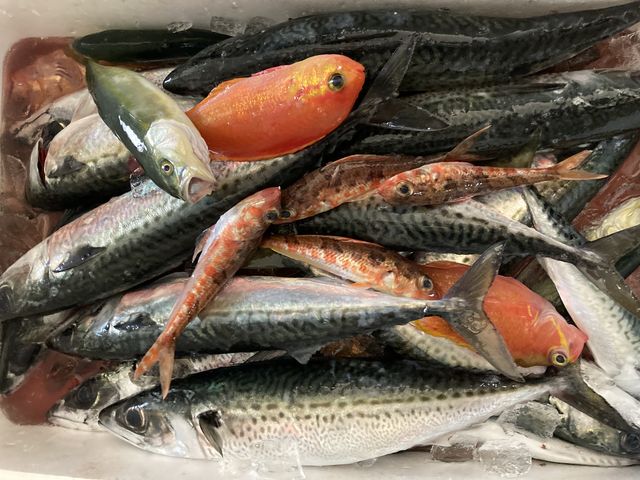 大漁でした。発泡スチロールの箱と氷を頂きました。_雅裕丸