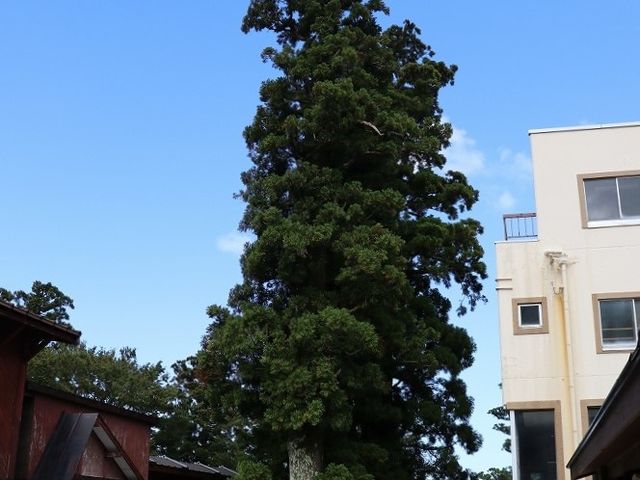 大山参道です。_大山参道市場