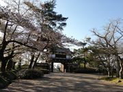 いざのりさんの千秋公園の桜の投稿写真1