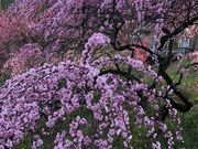 雪さんの吉田元気村の投稿写真1
