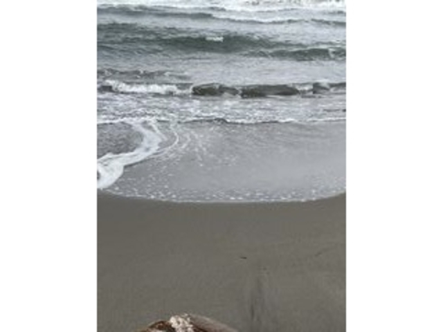 波の音_大竹海岸鉾田海水浴場