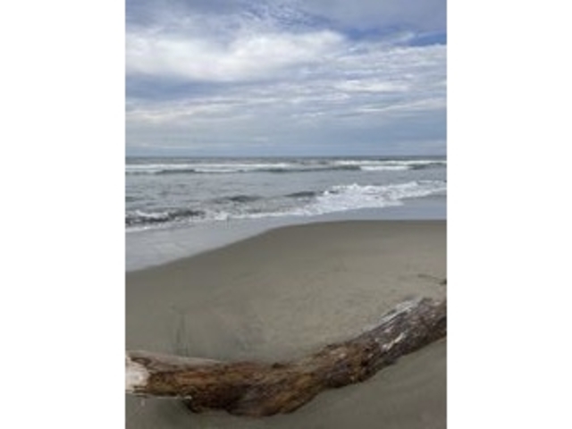 こんな大きい流木も_大竹海岸鉾田海水浴場